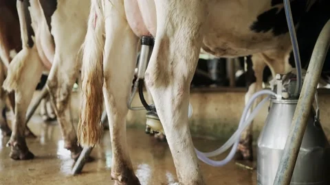 Automatic mechanized milking cow in a cow's milk farm barn. 스톡 동영상 182417482