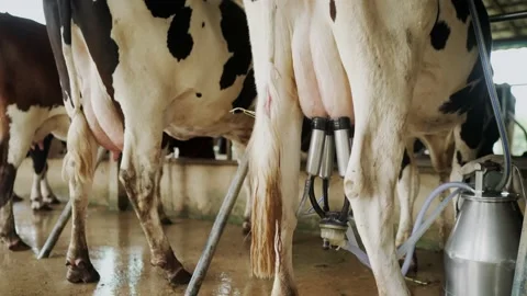 Automatic mechanized milking cow in a cow's milk farm barn. Stock Footage 182417516