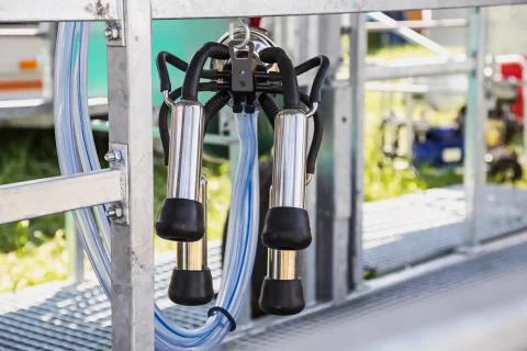 Automatic mechanized milking equipment for farm industry Stock Photos