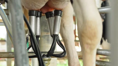 Automatic milking cluster equipment extracting milk from cow on dairy farm 库存影片 342915336