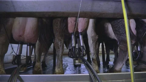 Automatic milking of cows. 库存影片 183857137