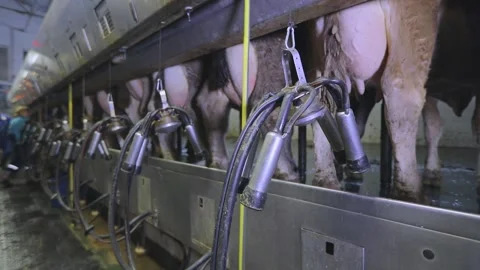 Automatic milking of cows. The process o... | Stock Video | Pond5