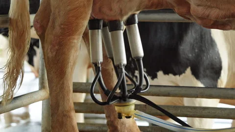 Automatic milking machine cluster attached to cow udder in farm Stock Footage 342913477