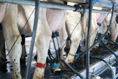 Automatic milking machine milks cows on a dairy farm. Growing cows for dairy Stock Photos