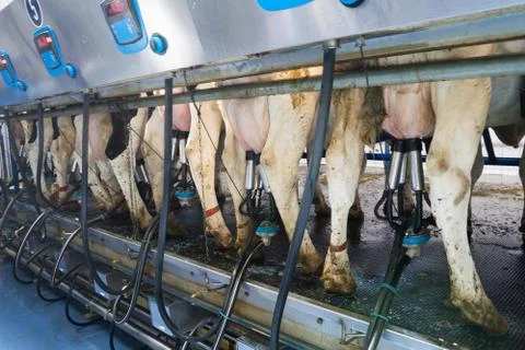 Automatic milking machine milks cows on a dairy farm. Growing cows for dairy Stock Photos
