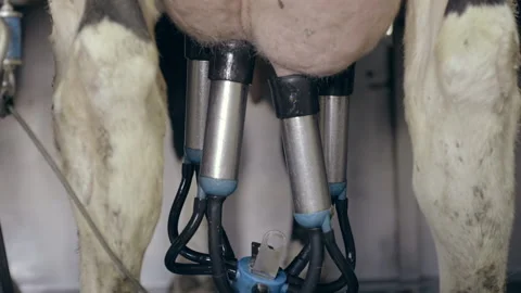 Automatic milking system extracts milk f... | Stock Video | Pond5