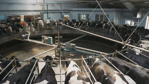Automatic milking system. Robotic milking system for dairy farm. Dairy business. Stock-Footage 102830507