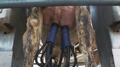 Automatic milking system. Robotic milking system for dairy farm. Dairy business. Stock Footage 102830793