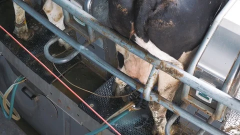 Automatic milking system. Robotic milking system for dairy farm. Dairy business. Stock Footage 102831037