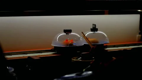 Automatic moving food menu in sushi restaurant Stock Footage 297442652