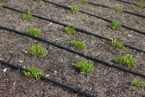 Automatic plant watering system. convenient plant care in a large area. young Stock-Fotos