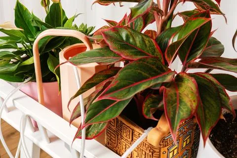 Automatic plant watering system with two houseplants on a shelf Stock Photos