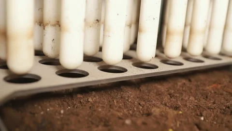 Automatic planting of seeds in plastic containers. Many new plants Video stock 176394072