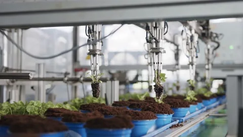 Automatic planting of young seedlings using a robot in an industrial nursery 库存影片 163511687