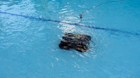 Automatic Pool Cleaning Robot Moving Underwater in Swimming Pool Stock Photos