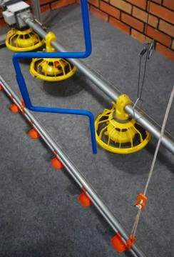 Automatic poultry Feeding Machine in caged rearing Chicken Farm. Stock Photos