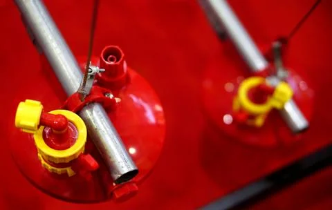 Automatic poultry Feeding Machine in caged rearing Chicken Farm. Фото