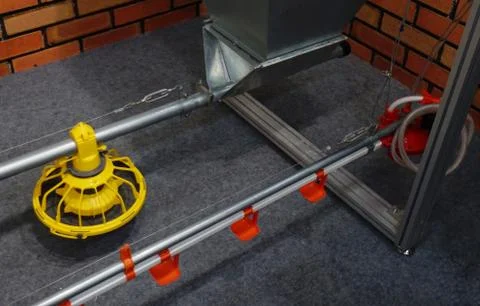 Automatic Poultry Feeding Machine In Caged Rearing Chicken Farm. Stock Photos