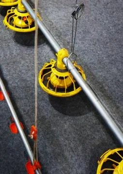 Automatic Poultry Feeding Machine In Caged Rearing Chicken Farm. Stock Photos