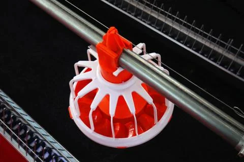 Automatic Poultry Feeding Machine In Caged Rearing Chicken Farm. Stock Photos