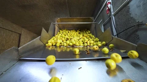 Automatic pouring of yellow apples from a box onto a metal conveyor container. Stock Footage 227862132