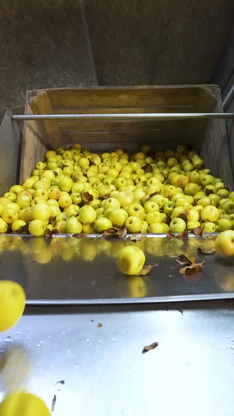 Automatic pouring of yellow apples from a box onto a metal conveyor container. Stock Footage 276561694