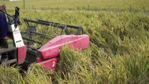 Automatic rice harvester machine or Combine Harvester. Stock Footage 170560020