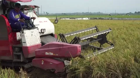 Automatic rice harvester machine or Combine Harvester. Stock Footage 170560075