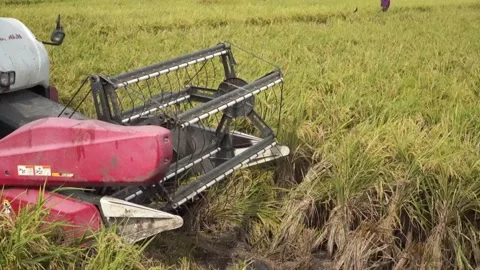 Automatic rice harvester machine or Combine Harvester. Stock Footage 170560163