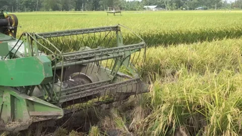 Automatic rice harvester machine or Combine Harvester. Stock Footage 170560248