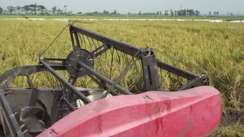 Automatic rice harvester machine or Combine Harvester. Stock Footage 170560273