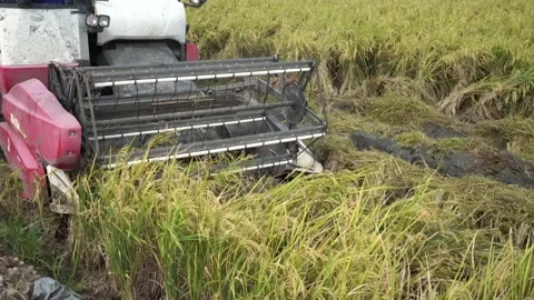 Automatic rice harvester machine or Combine Harvester. Stock Footage 170560343