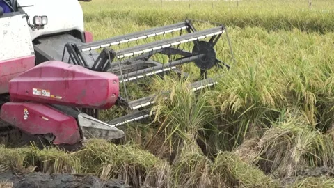Automatic rice harvester machine or Combine Harvester. Stock Footage 170560364