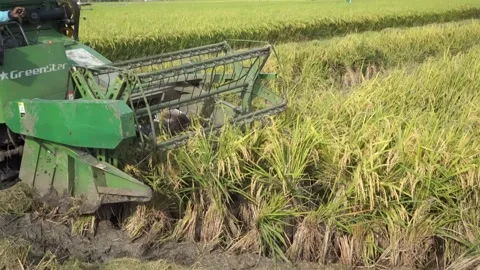Automatic rice harvester machine or Combine Harvester. Stock Footage 170560529