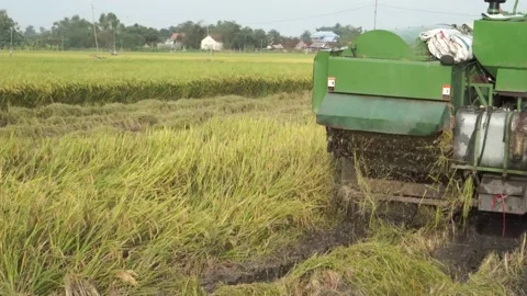 Automatic rice harvester machine or Combine Harvester. Stock Footage 170560620