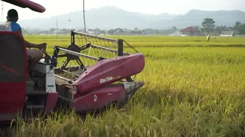 Automatic rice harvester machine or Combine Harvester. Stock Footage 170560637