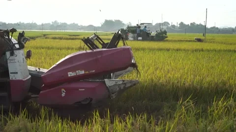 Automatic rice harvester machine or Combine Harvester. Stock Footage 170560647