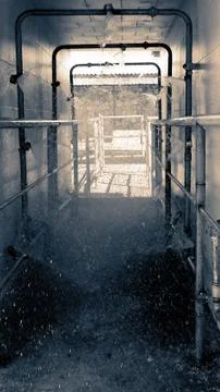 Automatic shower for bovines 스톡 사진