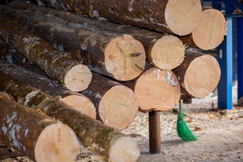 Automatic sorting logs diameter Stock Photos