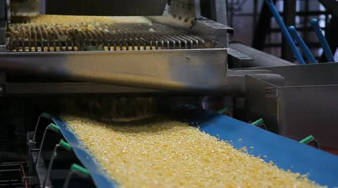 Automatic sorting of maize Видео 10917190