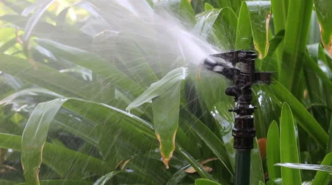 Automatic Sprinkler Stock Footage 50299231