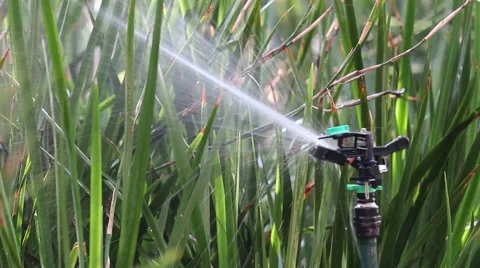 Automatic Sprinkler Stock Footage 51773037