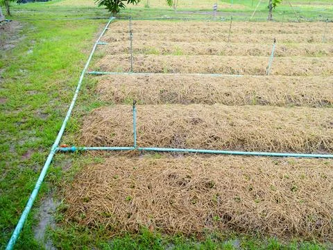 Automatic sprinkler irrigation system with connector axis watering fresh  写真素材