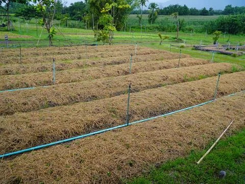 Automatic sprinkler irrigation system with connector axis watering fresh  Foto stock