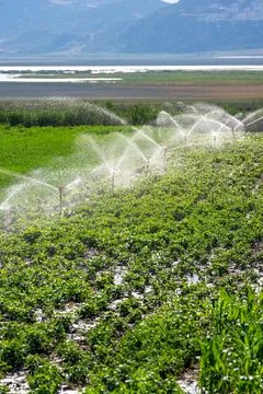 Automatic Sprinkler irrigation system watering in the vegetable farm. Selec.. 스톡 사진