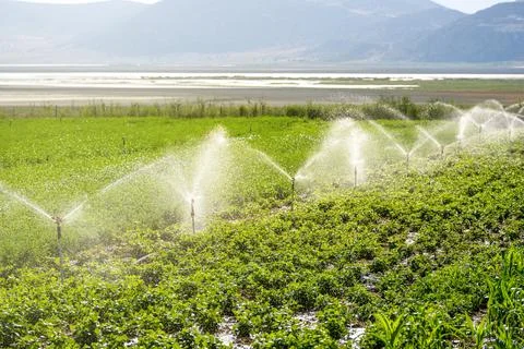 Automatic Sprinkler irrigation system watering in the vegetable farm. Selec.. Stock Photos