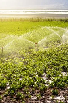 Automatic Sprinkler irrigation system watering in the vegetable farm. Selec.. Stock Photos