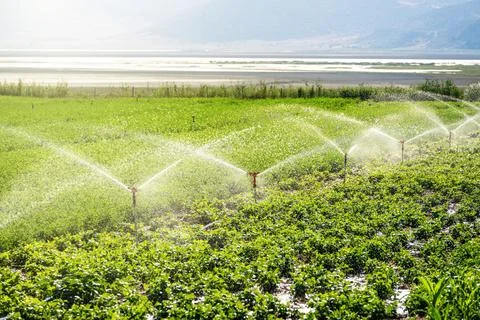 Automatic Sprinkler irrigation system watering in the vegetable farm. Selec.. Stock Photos