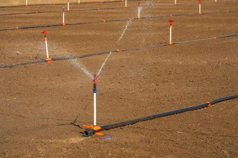 Automatic Sprinkler irrigation system watering in the vegetable farm. Selec.. Stock Photos