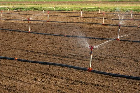 Automatic Sprinkler irrigation system watering in the vegetable farm. Selec.. Stock Photos